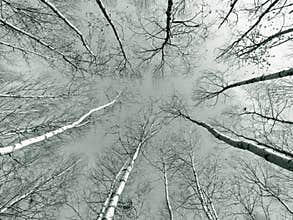 Birch trees in wood