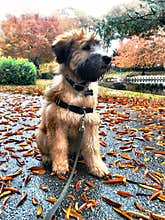 Adorable puppy dog and autumn leaves