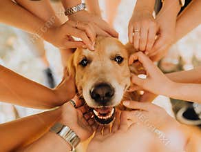 happy Golden Retriever dog with manr hand on his. park in background