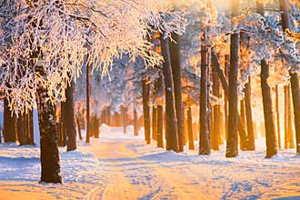 Winter forest with magical sunlight. Landscape with frosty winter forest on Christmas morning.