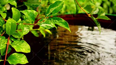 Leaves on a forsythia bush above a barrel of rain water