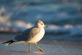 Laughing gull