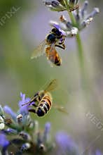 Bees on lavender