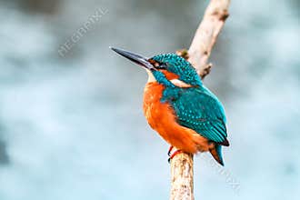 King fisher bird on a branch