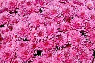 Pink Chrysanthemum Background