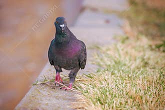 Pigeon colored on the grass