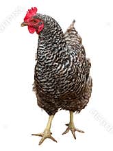 Beautiful chicken hen isolated on white background.