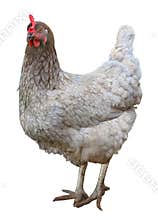 Beautiful chicken hen isolated on white background.