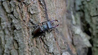 Close up of insects on the tree