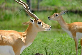 Gazelles: Close-up view