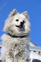 A white dog safe guarding a house.