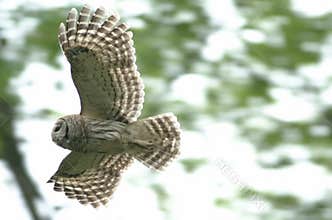 Barred owl in flight
