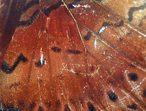 Butterfly wing detail