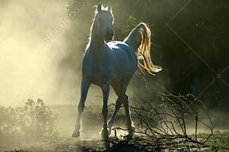 Arabian horse