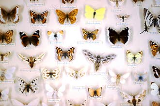 Butterfly collection. Common European butterflies