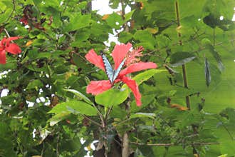 Butterfly on red hibiscus flower.