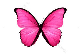 Beautiful pink butterfly isolated on white background