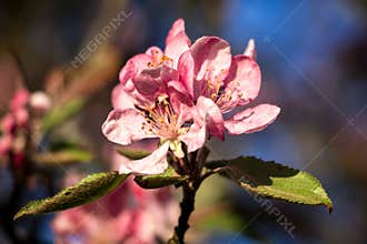 Pink apple blossoms in the sunshine