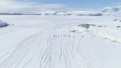 Aerial flight over running penguins. Antarctica.