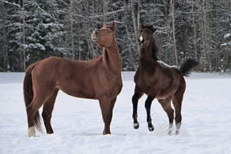 Two horses wearing winter coats playing in snow covered paddock