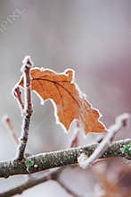 Frozen northern red oak leaf covered with ice crystals