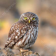 Little owl Athene noctua sitting on a stone and looks into the camera