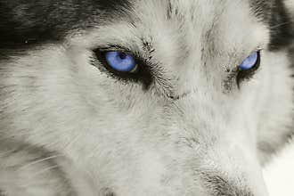Intense