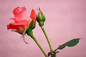 Red rose and bud and pink background