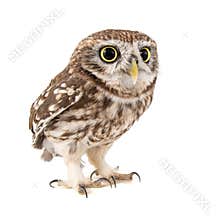 Little Owl, Athene noctua, isolated on white background
