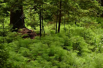 Native european forest with horsetails plants