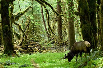 Rainforest habitat