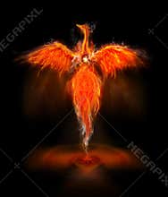 Phoenix bird