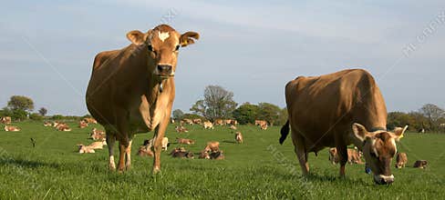 cows