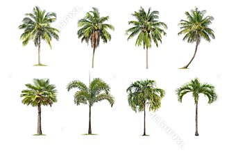 Coconut and palm trees Isolated tree on white background , The collection of trees.Large trees are growing in summer