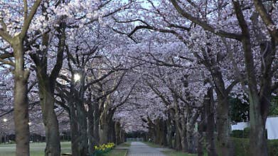 Morning scene of cherry blossoms arcade with twitter of birds in a park in Tokyo