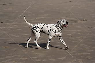 Dalmatian dog