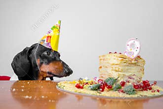 Cute dog breed dachshund, black and tan,  hungry for a happy birthday cake with candles  number 9,wearing  party hat  , on white b