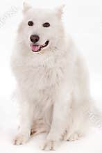 White dog sitting