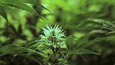 Slow movement around early stage flowering female marijuana plant