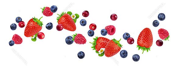 Flying berries isolated on white background with clipping path, different falling wild berry fruits, collection