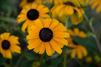 Blackeyed susan flower blossom.