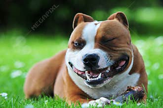 Smiling dog