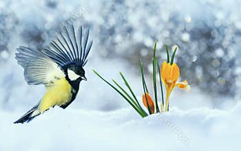 Beautiful holiday card with bird tit flew widely spreading its wings to the first delicate yellow flowers crocuses making their