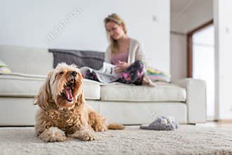 Dog in a modern , bright living room on carpet