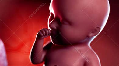 A fetus week 34
