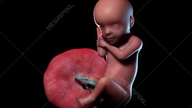 A human fetus week 30