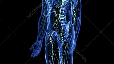 the lymphatic system