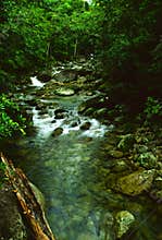 Rainforest Stream