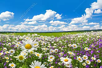Spring landscape with flowering flowers on meadow