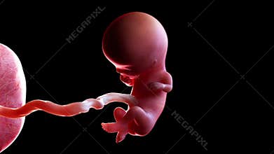 A human fetus week 11